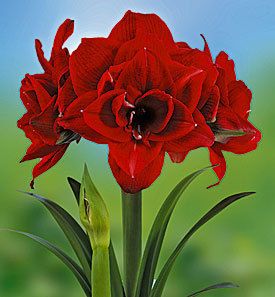 Cherry Nymph Double Amaryllis Bright Red 19 20cm Bulb