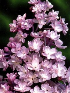 Annabel Double Lilac Syringa Outdoor or Bonsai
