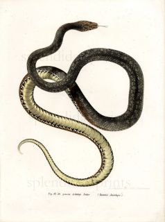 1860 Fitzinger Amphibians 092 Aesculapean Snake