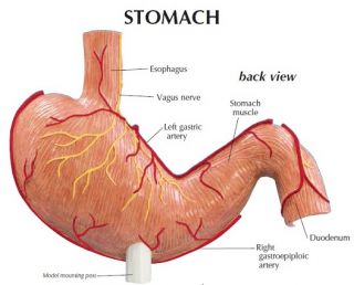 New Anatomical Stomach Cancer Model w Graphics Card
