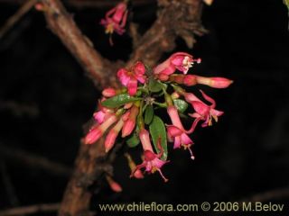   latin name fuchsia lycioides andr family onagraceae order myrtales