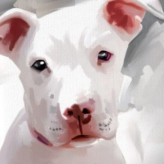 Pitbull White Pit Bull Dog Original Art Painting Canvas Giclee Print 