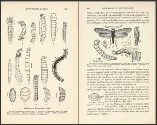 Insects Anatomy Physiology Embryology Metamorphosis