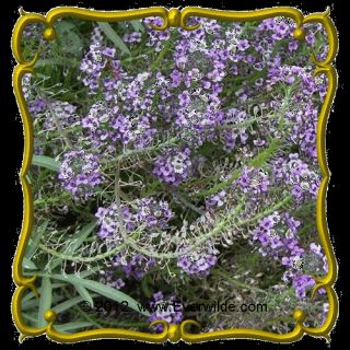 oz Sweet Alyssum Royal Carpet Bulk Wildflower Seeds