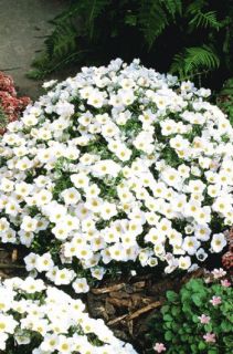 Cup Flower White Robe Nierembergia 50 Seeds Free Free SHIP on 