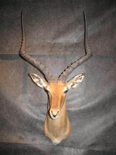 Huge African Impala Antelope Taxidermy Shoulder Mount Head Real Horn 