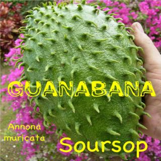 SOURSOP~ Annona muricata Guanabana Tropical Fruit Tree LIVE 2 3+ft 