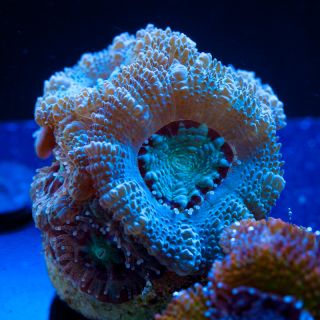 Tidal Gardens Oreo Zoanthids Reef Aquarium Live Coral