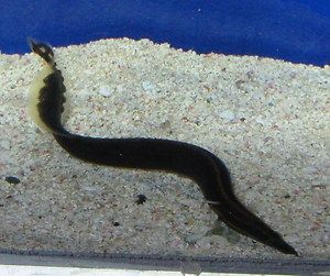 Fire Eel for Live Freshwater Aquarium Fish