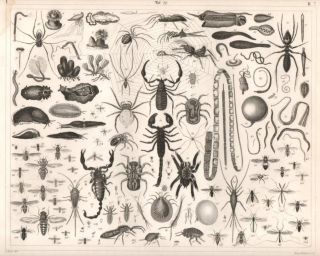 1851 Antique Print of Arachnids Insects Scorpion Spider