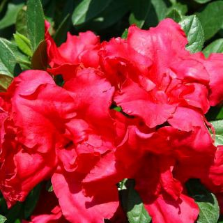 Red Bloom A Thon Everblooming Azalea Ever Blooming Proven Winners 