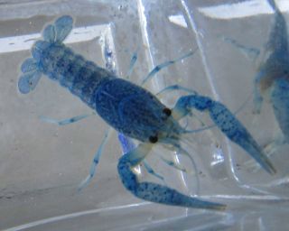 Live Blue Lobster 2 5 for Freshwater Aquarium Fish