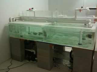    gallon saltwater fish reef shark tank acrylic retail aquarium system