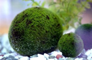 Nano Marimo Moss Ball for Shirakura Shrimp Aquarium