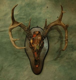   CAMO REPLICA DEER SKULL MOUNT KIT taxidermy horns NO ANTLERS INCLUDED