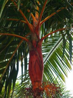 Orange Collar Palm~ Tree COLORFUL Areca vestiaria LIVE SEEDLING