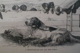   Dog w Puppies 1886 Star Athletic Club Vermont Track & Field