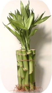 10 Stalks of 4 inches Straight Lucky Bamboo Plant