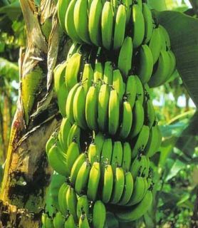 Williams Hybrid Banana Tree Live Plant Edible 1 pair 2 plants
