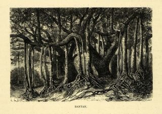 1878 Wood Engraving Banyan Tree Botanical Forest Art India Urostigma 