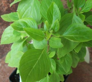 winter basil care grow in rich well drained soil in full sun pinch out 