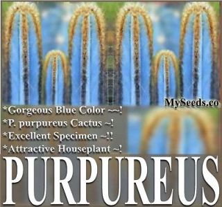 cactus seeds pilosocereus purpureus gorgeous blue cacti 