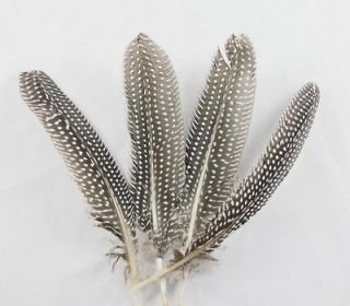  Guinea fowl wing feather 6 8in 54PCS for quality adorn