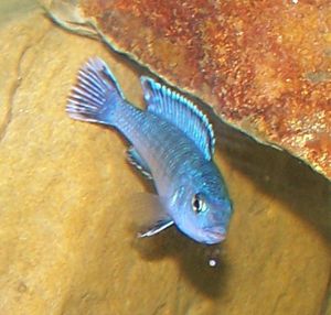 SALE 3 Tropical Fish African Cichlids 1 Powder Blue Soc from 
