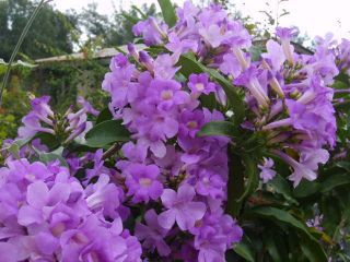 Garlic Vine Live Plant Flowering Purple Semi Tropical Ajo Sacha