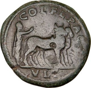Severus Alexander Deultum Colonist Oxen RARE Authentic Ancient Roman 
