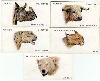 16 1931 ANIMAL HEAD Cards GRIZZLY BEAR Polar Bear ++++