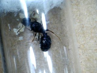 Queen Ant Tetramorium SP E Pavement Ant Ant Colony Ant Farm