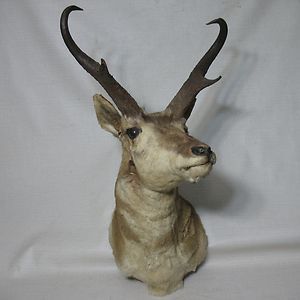Pronghorn Antelope Taxidermy Mount Deer Head Great Big Game Horns 