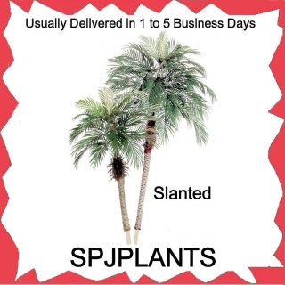 Silk Artificial 8 Foot 5 Foot Phoenix Plant Palm Trees Date Areca 
