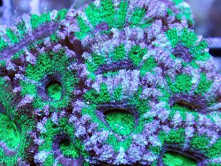 Aussie Reverse Joker Acan Lord Colony Live Coral