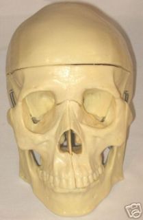 lifesize human medical anatomical skull model new 