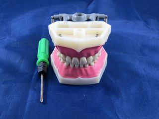 Model Anatomy Typodont Dental Type Frasaco Model FG3 DELTA PLUS