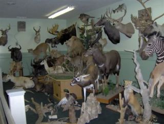 Wilderness Survival, Hunting, Trapping, Taxidermy, Animals   234 books 
