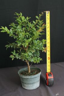   Jaboticaba Exotic Tropical Fruit Grape Tree Bonsai 6 Pot