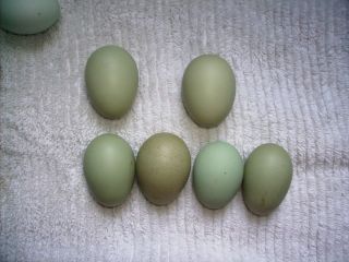 12 Bantam Olive Eggers Hatching Eggs