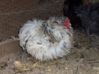 Bantam Cochin Frizzle Hatching Eggs~6 eggs+ ~Assorted Colors~~