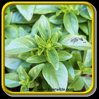 Herb Description A very flavorful basil, this variety grows in a 