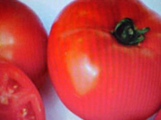 Large Red Beefsteak Vegetable Tomato Seeds 12 16 Ounce