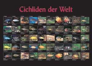 Cichliden (Bede Verlag)