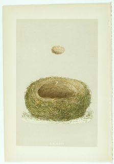 1875 Antique Morris Bird Nest Print 73 Wood Lark Woodlark