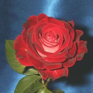 LIBERTY BELL Red and White Miniflora Hybrid Tea Rose . OWN ROOT PLANT