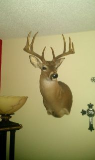 South TEXAS10 Point White Tail Deer Shoulder Mount