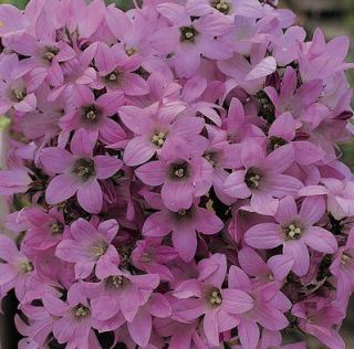 Dwarf Pink Bellflower Perennial Campanula