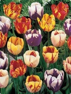 25 Rembrandts Mix Tulip Bulbs 12cm bulbs End of Season Wholesale 