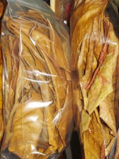 Big Indian Almond Ketapang Leaves Tectona Grandis Pleco Betta Killi 
